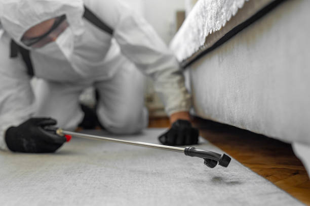 Professional Bed Bug Control technician working in Shady Shores, TX